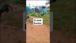 Kokok Ayam Pelung Merdu ayam ayampelungcianjur ayampelung shorts shortvideo [upl. by Ytnom678]