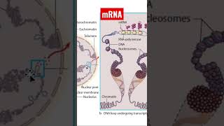 Understanding mRNA What Is mRNA and How Does It Work [upl. by Eelrebmyk]