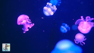 Soothing Jellyfish Aquarium  Relaxing Music for Sleep Study Meditation amp Yoga [upl. by Airalednac811]