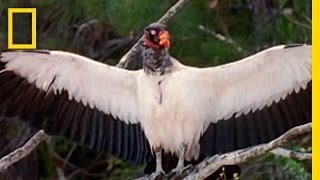 King Vultures  National Geographic [upl. by Trellas]