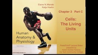 Anatomy amp Physiology Chapter 3 Part C Lecture [upl. by Elleron]