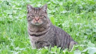 Katze auf Mäuse Jagd  Katze fängt amp frißt Feld Maus [upl. by Pyne]