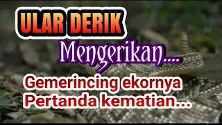 MENGERIKAN GEMERINCING EKOR ULAR DERIK PERTANDA KEMATIAN [upl. by Peggir]