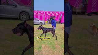 Dog show Dog show dogshow rottweiler karnal more information 8476999905 shortsvideo [upl. by Lenora737]