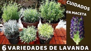 NO VOLVERAS A PERDER TU PLANTA DE LAVANDA CON ESTOS CUIDADOS [upl. by Ginder834]