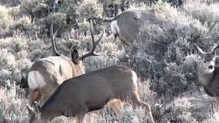 Wyoming Winter Range Mule Deer 20212022 [upl. by Yngiram821]