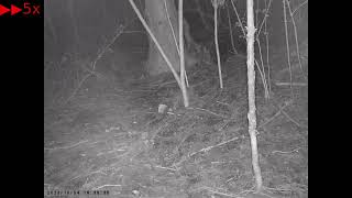 Foraging Behaviours of Japanese Field Mouse around the Latrine of Japanese Raccoon Dogs in Autumn [upl. by Lanette]