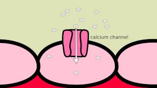 How does Amlodipine work [upl. by Lilyan]