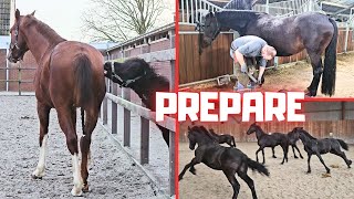 Preparations Stal G before they leave The farrier Stal H to prepare the mares  Friesian Horses [upl. by Sasnett]