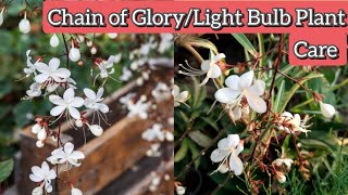 Chain of gloryClerodendrum schmidtiiLight bulb plant care How to grow amp care chain of glory plant [upl. by Nike]