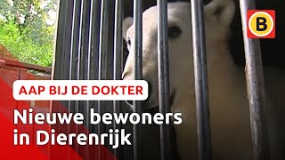 IJsberen verhuizen naar Dierenrijk  Komt een aap bij de dokter  Omroep Brabant [upl. by Yanehc]