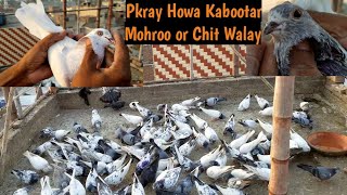 Kabootar Bazi Jaal se Pkra howay Kabootar  Khokhar Peigeons Club [upl. by Ralina]