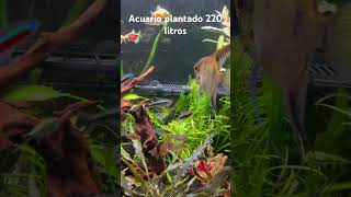 Acuario plantado 220 litros CO2 Pez Besador verde [upl. by Anastasio]