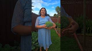 Broccoli Harvest  ബ്രോക്കോളി വിളവെടുപ്പ് broccoli homegarden harvest homegrown shorts [upl. by Eednas]