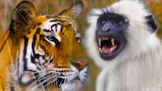 Monkeys Sound Alarm To Save Deer From A Tiger  Life  BBC Earth [upl. by Rehpitsirhc]