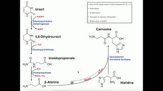 Exercise Physiology  BetaAlanine Carnosine Biosynthesis amp Functions [upl. by Otis]