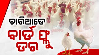 After Pipili Bird Flu Infection Expands To Surrounding Regions Farm Workers To Be Tested [upl. by Rives]