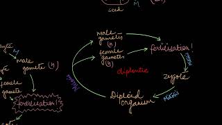 Alternation of Generations  Plant Kingdom  Biology  Khan Academy [upl. by Aletta549]