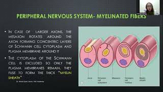 Histology of Nerves and Ganglia [upl. by Gilliette]