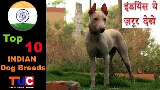 Top 10 INDIAN Dog Breeds  Dog Information  TUC  The Ultimate Channel [upl. by Dalila962]