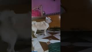 Ghar me koi nhi aaa skta 🐶 [upl. by Blondell]