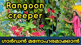 Rangoon Creeper flowers  shilpazz thattikootu gardeningtips [upl. by Assylem45]