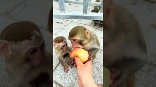 Do monkeys taste good when eating apple 🍎🐒 siresh mani 🐈sireshmani [upl. by Nahtonoj69]