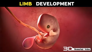 Apoptosis In Fetal Limb Development  3D Animation [upl. by Duarte]