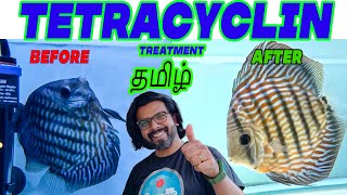 Tetracycline Treatment for fish TAMIL  Aquarium Fish Diseases and Treatment [upl. by Elle824]