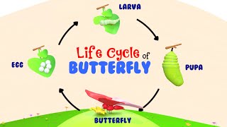 Life Cycle of a Butterfly  Life Of A Butterfly  4 Stages of Butterfly Life Cycle  Metamorphosis [upl. by Oinota]