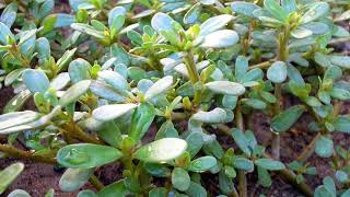 सेहत के लिए किसी वरदान से कम नहीं है ये पौधाloni purslanehealth benefits of purslane plant [upl. by Leibrag]