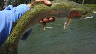 Bow River FlyFishing Video [upl. by Olaznog576]