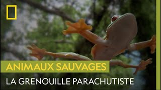 Cette grenouille a des parachutes à la place des doigts [upl. by Leasim]