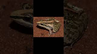 RingNecked Spitting Cobra and Mozambique Ridged Frog [upl. by Minette976]