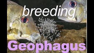 GEOPHAGUS winemilleri  BREEDING eartheater cichlids in the aquarium [upl. by Lachish]