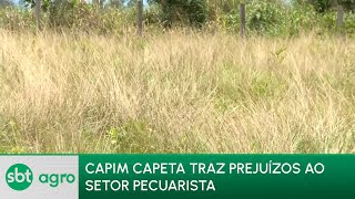 SBT Agro 291223 Capim capeta causa prejuízos ao setor pecuarista [upl. by Uahc]