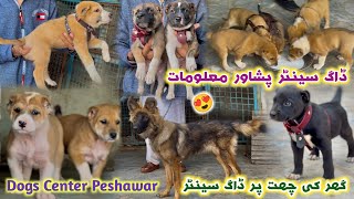 Dogs Setup In Peshawar Afghan Kochi amp Alabai amp GSD Dogs  Dogs Information Dogs Center Peshawar [upl. by Marlee53]