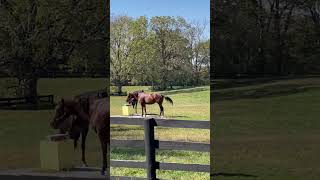 Women chestnut thoroughbreds and horse riding lessons ygequestrian [upl. by Bolme767]