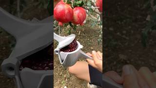 Pomegranate juice 🧃 trendingshorts fruit recommended [upl. by Delle]