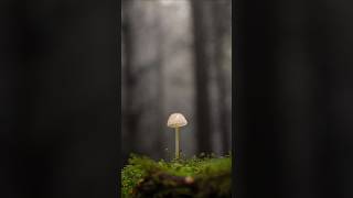 Foggy Forest Fungi Photos 📸 [upl. by Henryson194]