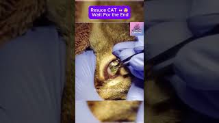 Rescue cat  wait for the end CatRescue RescueCat cat pets rescue [upl. by Ahsyla777]