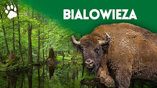 La dernière foret primaire dEurope  Parc national de Bialowieza  Documentaire animalier  HD [upl. by Anetsirk936]