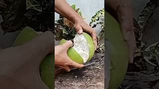 Calabash cutting knife calabash miracle fruit calabash tree coconutcutting fruit calabashmango [upl. by Aikat]