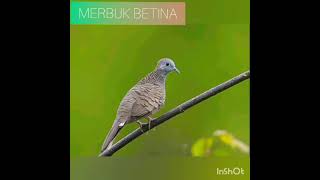 Suara merbuk betina [upl. by Lathrope]