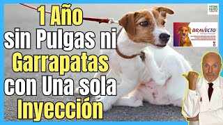 🔴¿COMO ELIMINAR PULGAS Y GARRAPATAS EN PERROS DURANTE UN AÑO CON UNA SOLA INYECCIÓN DE BRAVECTO🔴 [upl. by Alysia]