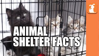 7 Crazy Facts About Animal Shelters [upl. by Sisco]