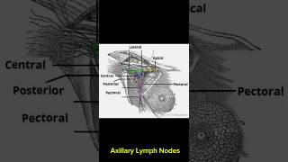 Axillary Lymph Nodes Anatomy  Medical Study Videos anotomy mbbs ytshorts [upl. by Neelrahs]