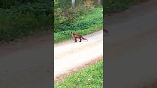 Foxlife wild nature Estonia Nordic autumn 2024 viral goviral fyp animal world [upl. by Acinhoj]