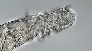 Meet the rotifer the microscopic animal that came back to life after [upl. by Pomona]