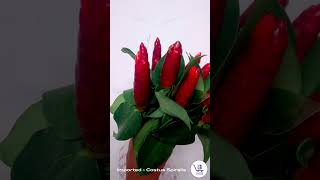 Costus SpiralisCostus Spiralis flowerwholesaleflowersexportflowersflowerfarmingFreshFlowers [upl. by Ellatsirhc]